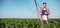 Happy young farmer or agronomist writing on a clipboard, inspecting a corn field. Wide ratio panoramic photo