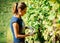 Happy young girl cutting grapes at vineyard