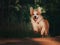 Happy young girl walking in forest with cute orange corgi puppy