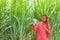 Happy young indian farmer counting and showing money at sugarcane field