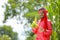 happy young Indian farmer showing corn fruit at field