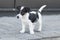 Happy young Jack Russel terrier dog, white and brown color, eight weeks old, the dog is on the sidewalk, full body