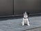 Happy young Jack Russel terrier dog, white and brown color, eight weeks old, the dog is on the sidewalk, full body