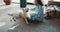 Happy young multiethnic woman with curly hair strokes, plays with happy white Swiss shepherd dog at light winter home.