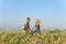 The happy young pair in the field of chamomiles jumps