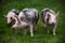 Happy young pigs graze on eco animal farm
