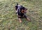 Happy young Rottweiler dog sitting on meadow