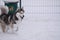 Happy young siberian husky is playing in the playground, on cold winter day, ground full of snow