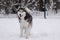 Happy young siberian husky is playing in the playground, on cold winter day, ground full of snow