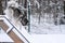 Happy young siberian husky is playing in the playground, on cold winter day, ground full of snow