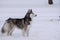 Happy young siberian husky is playing in the playground, on cold winter day, ground full of snow