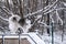 Happy young siberian husky is playing in the playground, on cold winter day, ground full of snow