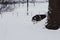 Happy young siberian husky is playing in the playground, on cold winter day, ground full of snow