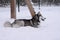 Happy young siberian husky is playing in the playground, on cold winter day, ground full of snow