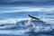 Happy young striped Dolphins while jumping in the deep blue sea