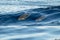 Happy young striped Dolphins while surfing in wave tube