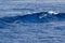 Happy young striped Dolphins while surfing in wave tube