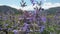 Happy young woman in beautiful wild pink and purple flowers field