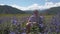 Happy young woman in beautiful wild pink and purple flowers field