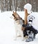 Happy young woman with huskies dog