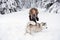 Happy young woman playing with dogs