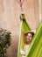 Happy young woman relaxed lies in a hammock on the balcony House