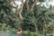 Happy young woman in a tropical infinity pool. Luxury resort on Bali island.