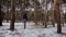 Happy young woman walking with her cute shepherd dog in collar on leash outdoors in winter snowy pine forest