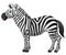 Happy zebra cartoon isolated on white background