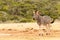 Happy Zebra standing and waiting for water