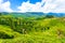 Haputale Hill Country Tea Plantation Scenic View H