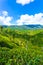 Haputale Hill Country Tea Plantation Scenic View V
