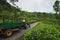 Haputale, Sri Lanka - April 18 2018: farmer driving old tractor in plantation