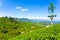 Haputale Tea Plantation Valley Mountains View H