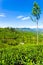 Haputale Tea Plantation Valley Mountains View V