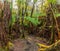 Hapuu Ferns and Surrounding Rain Forest