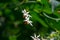 Har singar or Coral Jasmine or Tree of Sorrow or  Queen of the night Nyctanthes arbor-tristis