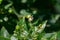 Har singar or Coral Jasmine or Tree of Sorrow or Queen of the night Nyctanthes arbor-tristis