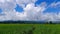 HarA Tranquil Rice Landscape