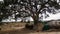 Harar tree mosque in Jugol old city, Harar, Ethiopia