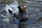 Harbor seal