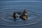 Harbor seal