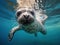 Harbor seal