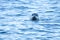 Harbor Seal