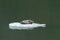 Harbor Seal with Baby on Iceberg in Tracy Arm Alaska