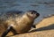 Harbor seal beach