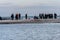 A harbor seal colony resting on a sandbank near the ocean. Picture from Falsterbo in Scania, Sweden