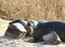 Harbor seal eating