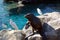 Harbor seal and egrets at Seaworld pool