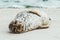 Harbor Seal funny animal sleeping on sandy beach